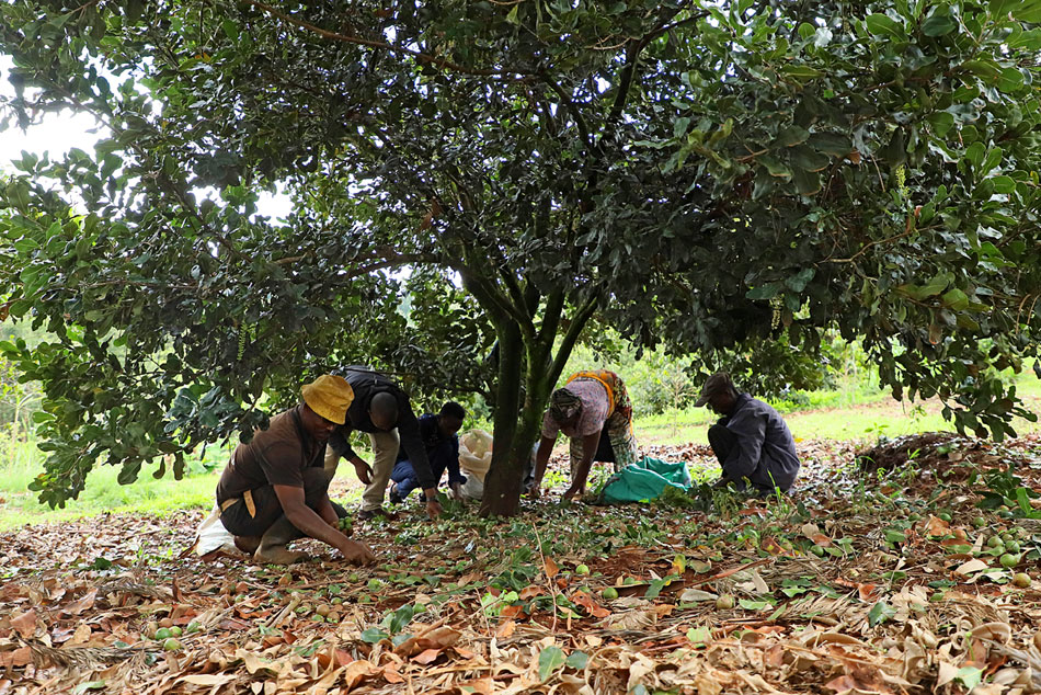 Macadamia harvest under the tree