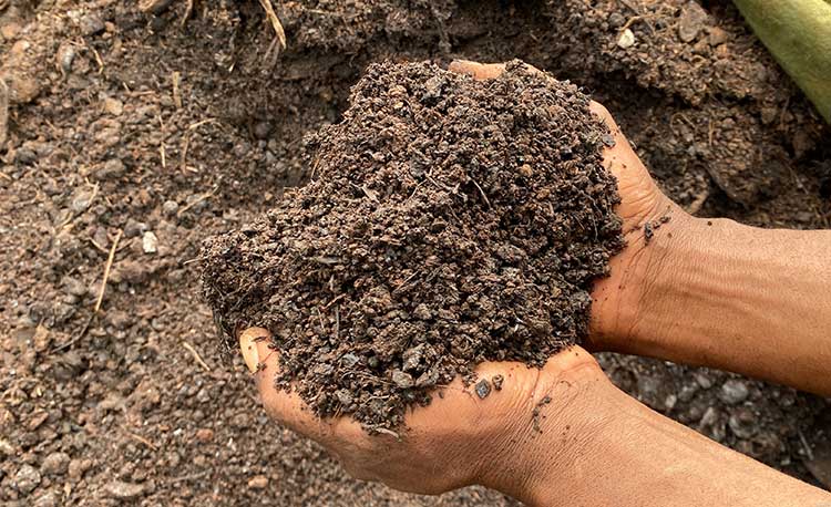 Organic compost fertilizer