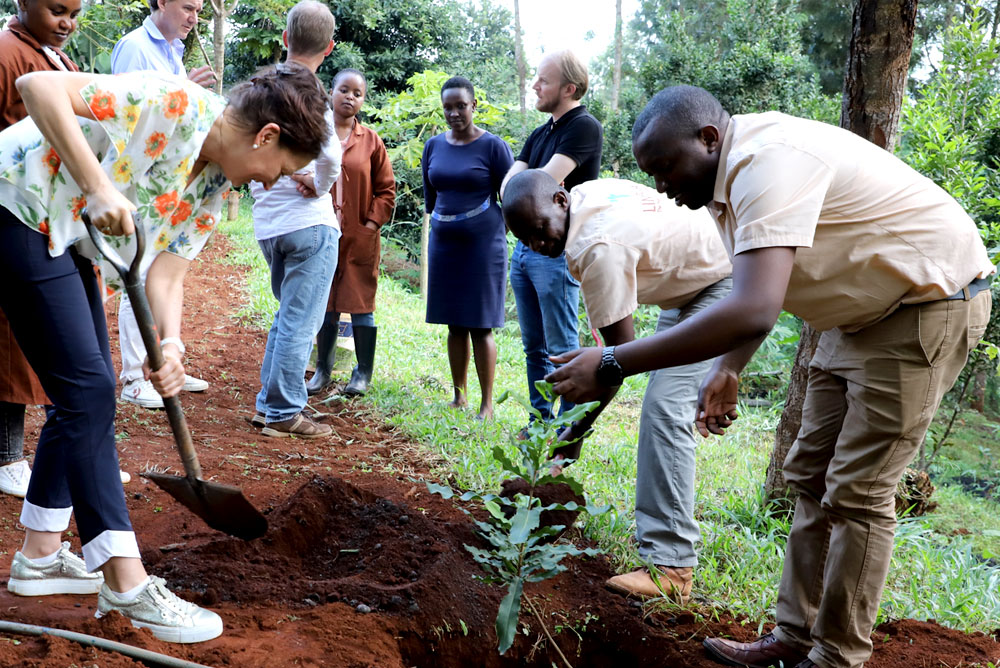 Planting a Macadamia tree seedling by DEG