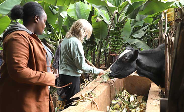 Kuhhaltung auf Biomischfarm