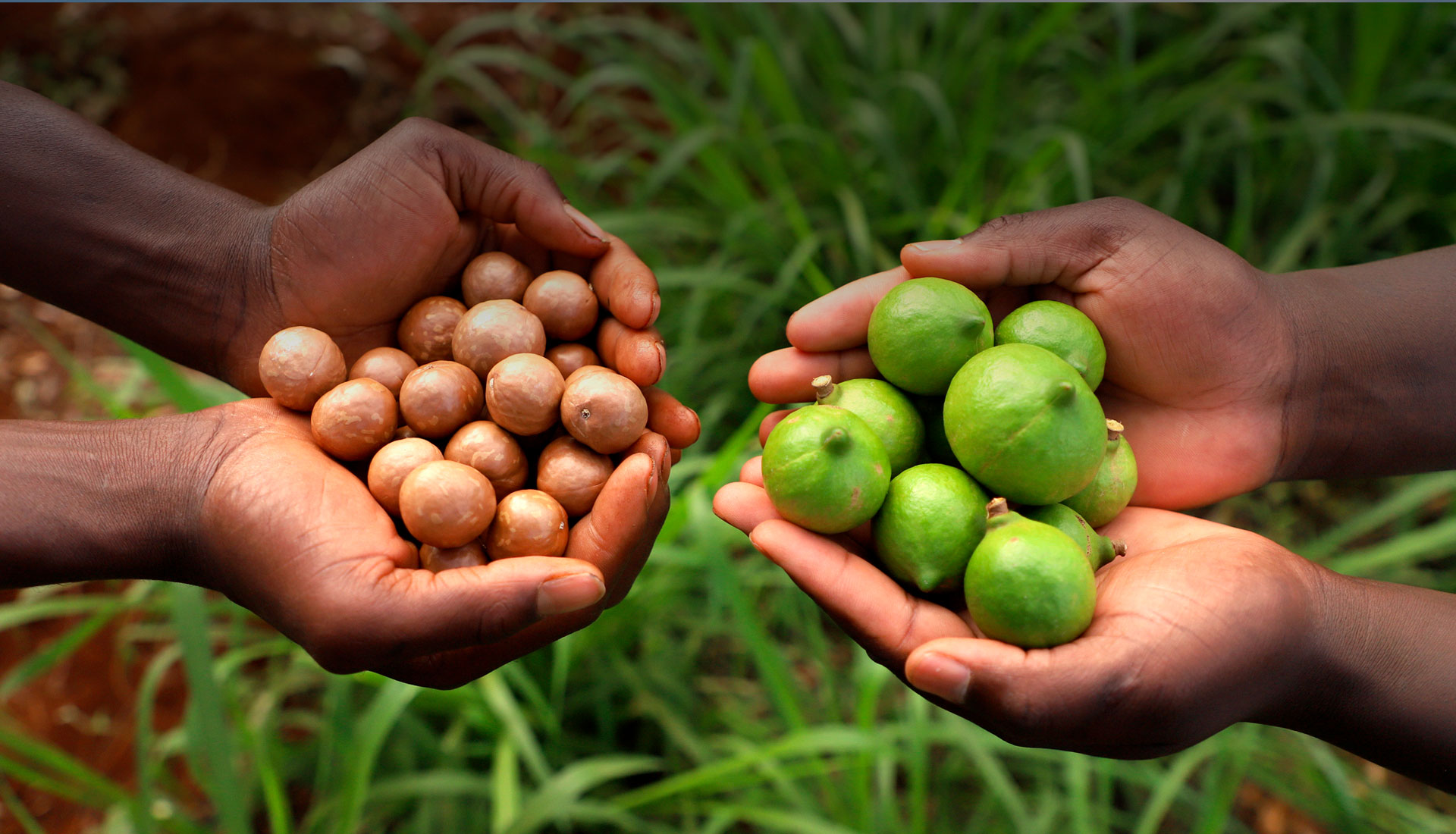 Sustainable macadamia nuts