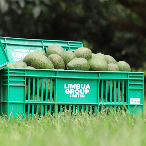 Avocado Kisten