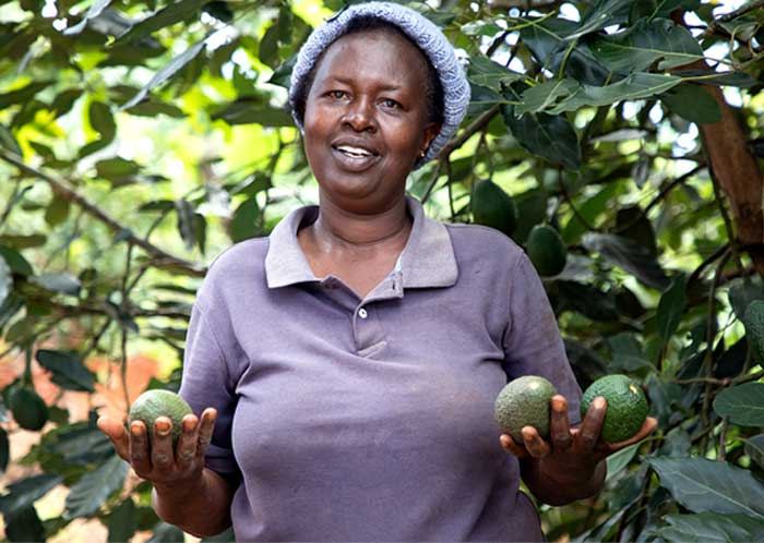 Avocado Farmer