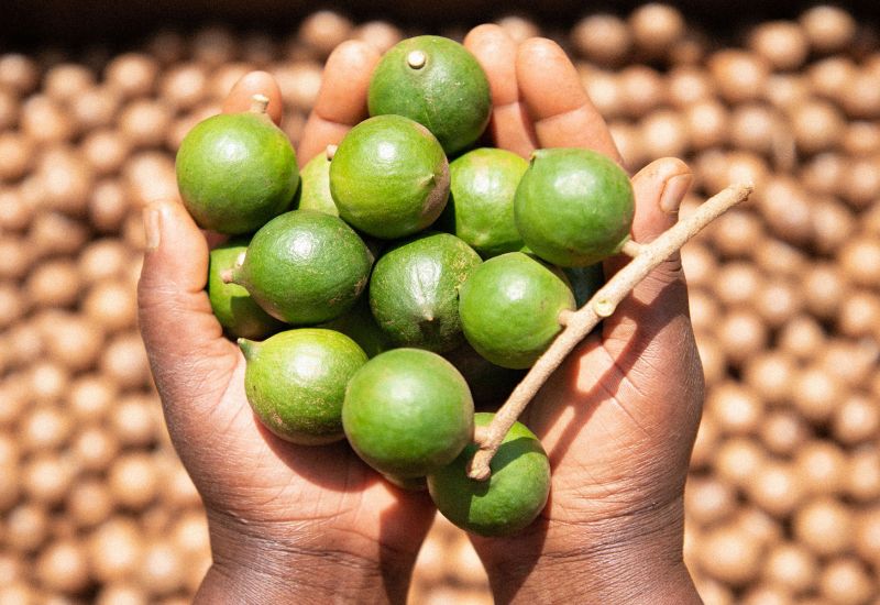 Macadamia Schale grün