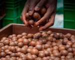 Macadamia purchasing from smallholders