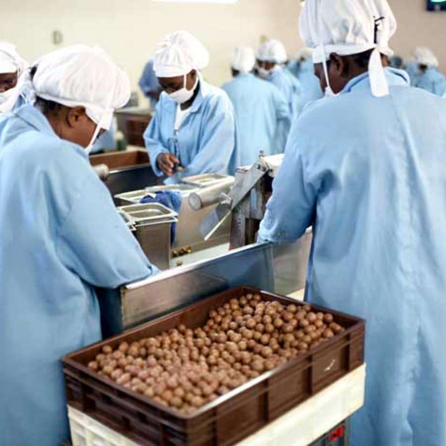 Macadamia processing