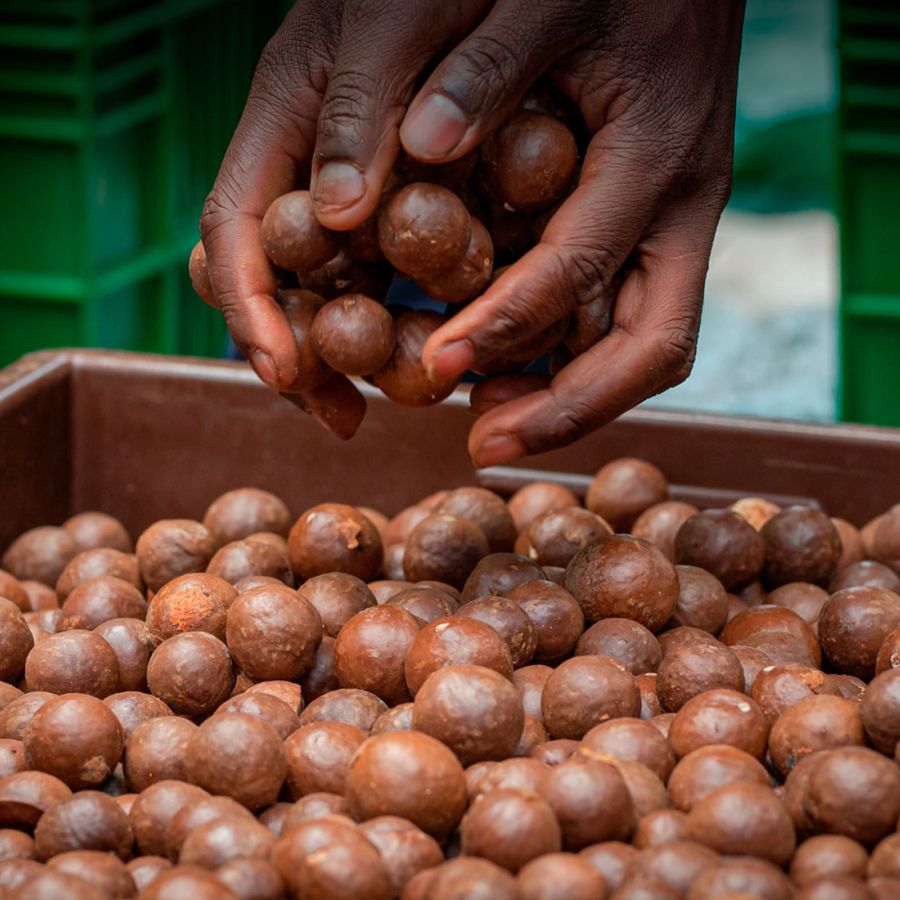 Macadamia purchasing from smallholders