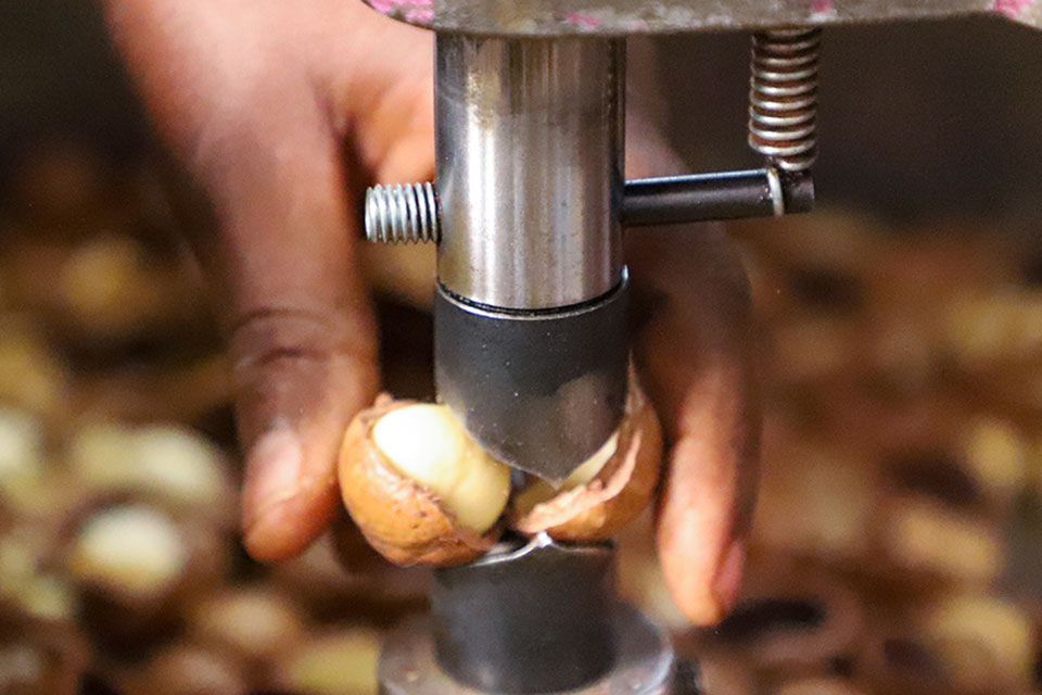 Crack macadamia nuts by hand