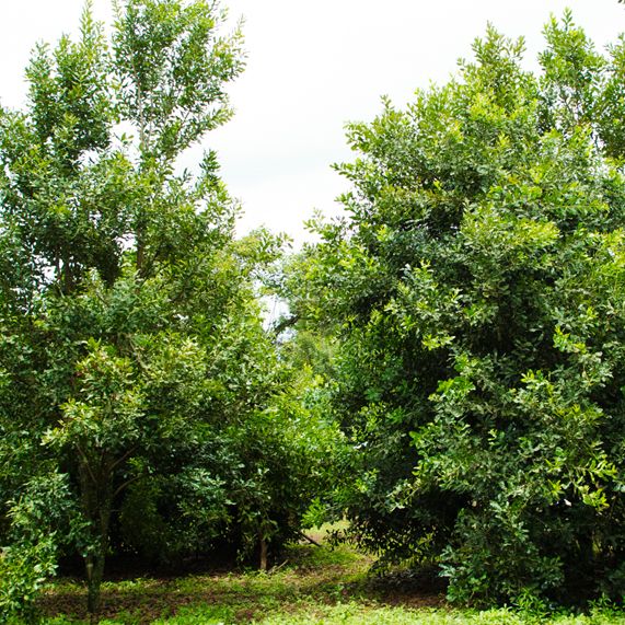 Mature macadamia trees