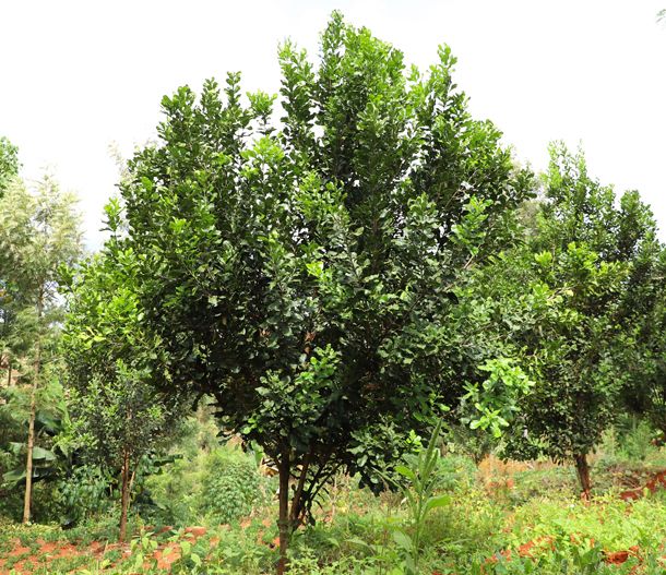 Der Macadamia Baum