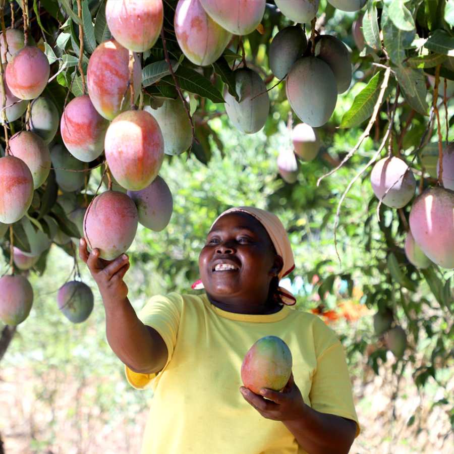 Kleinbauer mit Bio-Mangos