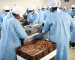 Macadamia processing