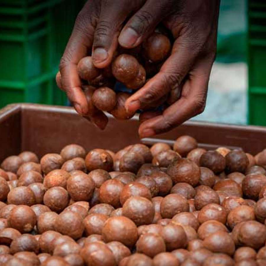 Macadamia Einkauf von LIMBUA Kleinbauern