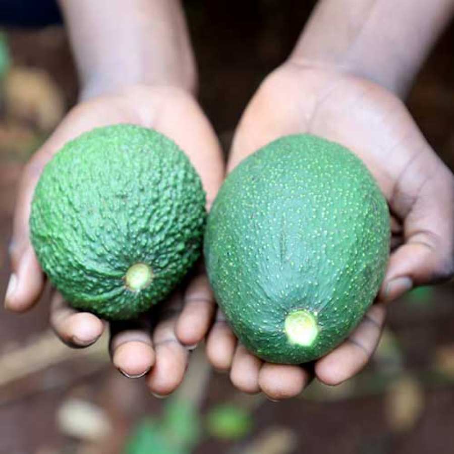 Bio Avocados von LIMBUA