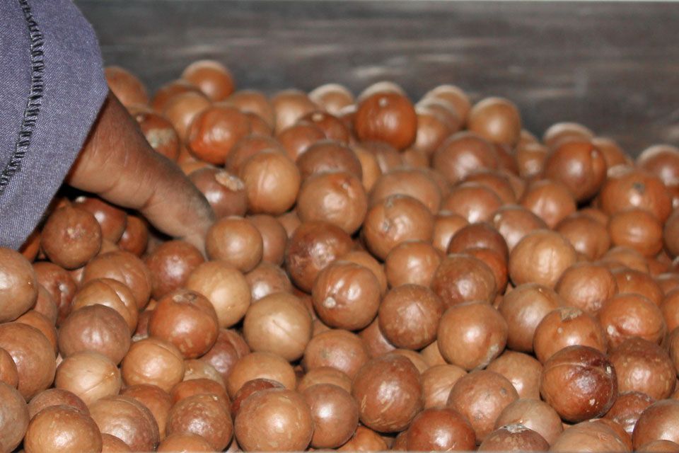 macadamia nuts undergo quality controls for highest product safety