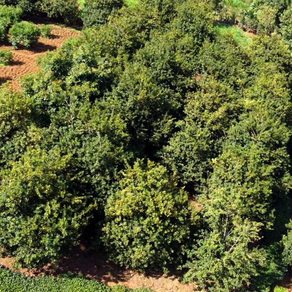 Macadamia trees on smallholder farm
