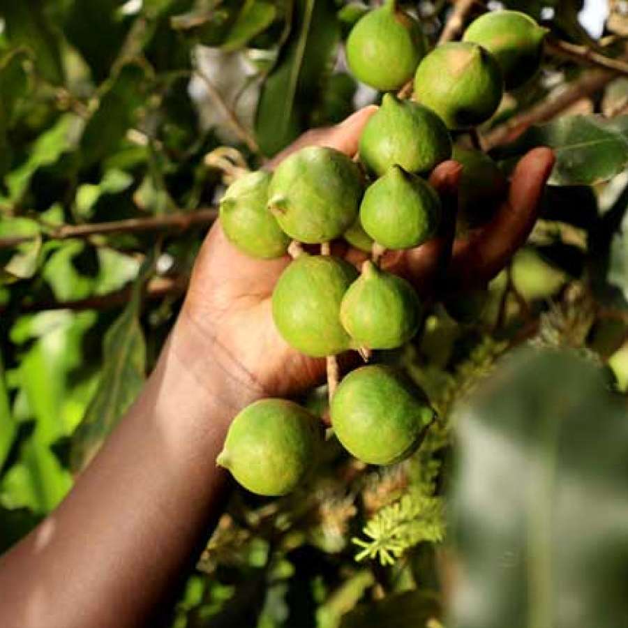 Bio Macadamia Ernte am Baum