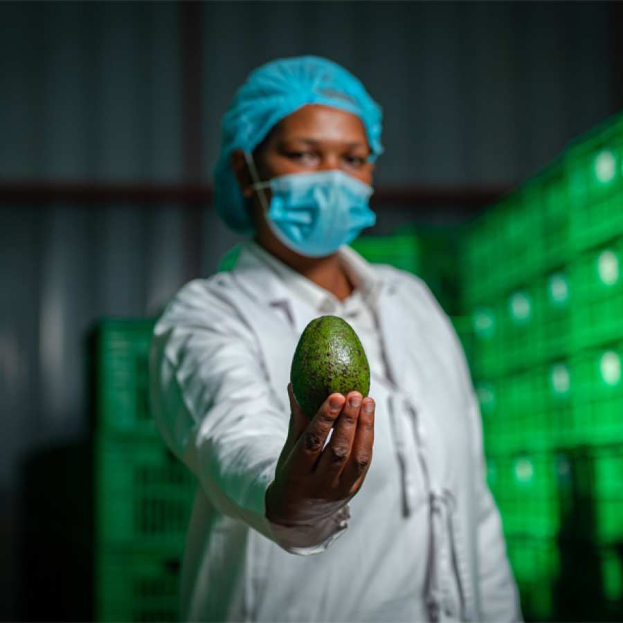 Avocado Oil Production in Kenya