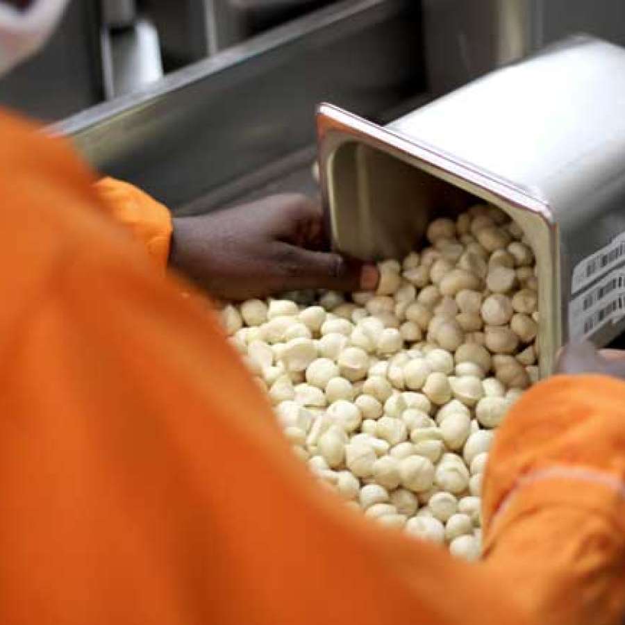 Macadamia Sorting