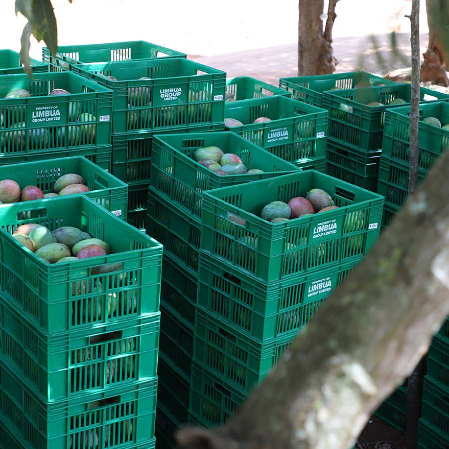 Einkauf Bio-Mangos in kenia