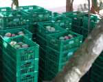 Einkauf Bio-Mangos in kenia