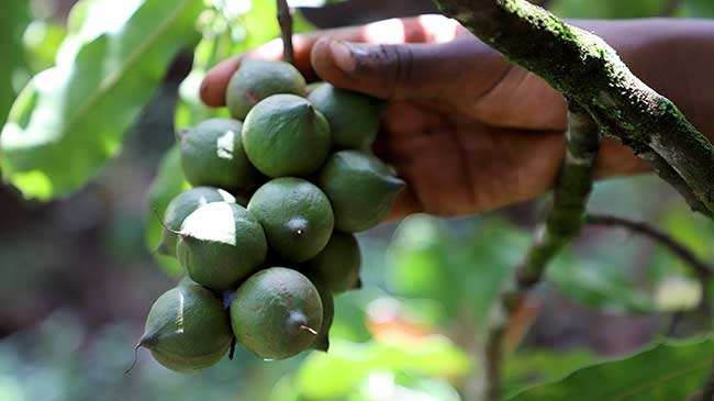 LIMBUA Macadamia Integrifolia Baum 