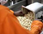 Macadamia Sorting